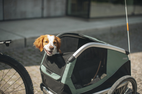 Przyczepka rowerowa dla psa - Thule Bexey M do 35 kg - Haze green